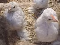 Pekinška bantam — fotografija 2