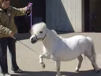 Kobila, Miniature horse — fotografija 5