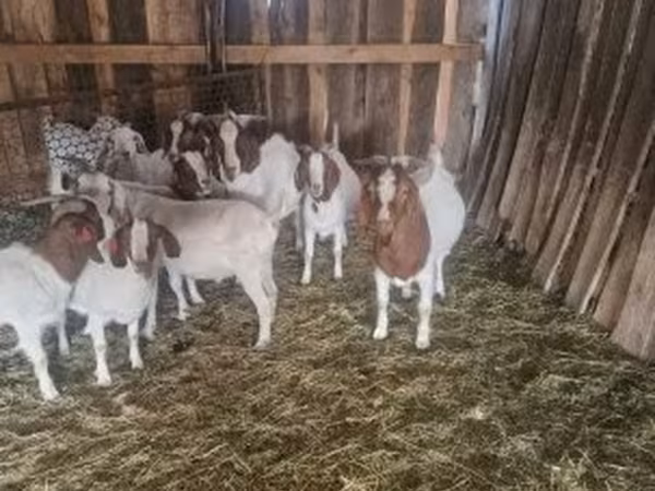 Jarac, Boer goat