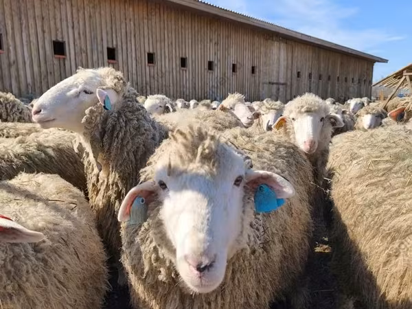 Ovca, Edilbay sheep