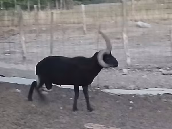 Bélier, Shetland sheep