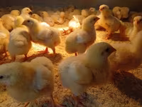 Chickens — zdjęcie 3