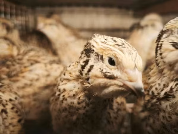 Quails