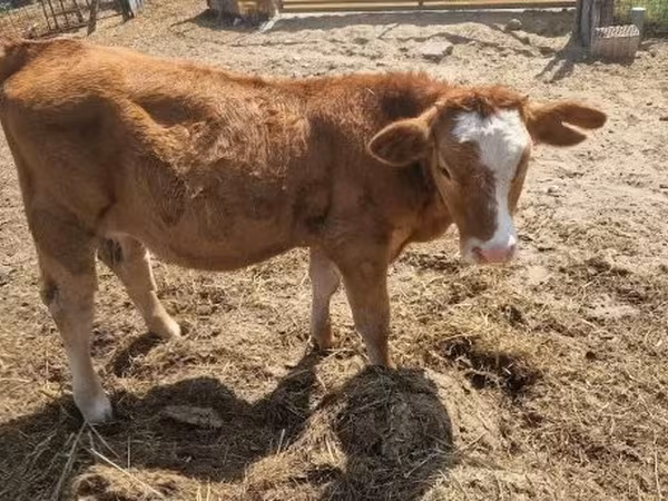 Vache, Simmental cattle