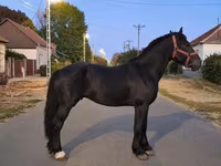 Horse (M), Friesian — photo 1