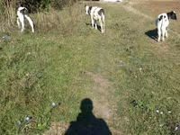 Bull, Cattle — photo 2