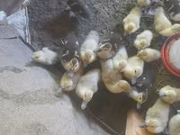 Ducks — photo 2
