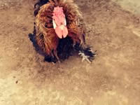 Chickens — fotografija 3