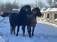 Pastuv, Mugalzhar horse — fotografija 5