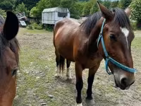 घोड़ी, Međimurje horse — फ़ोटो 2