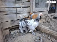 婆罗门鸡 — 照片 2