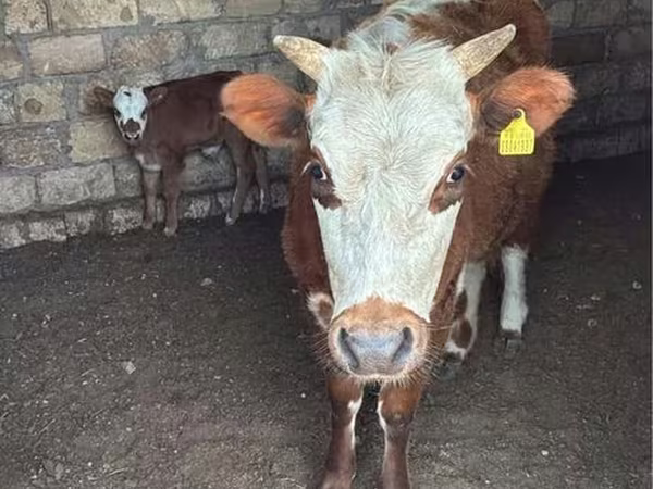 İnək, Latvian Blue cattle