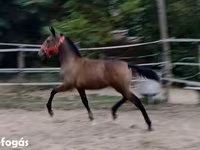 Stute, Lipizzaner — Foto 1