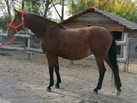 Kobyła, Hungarian horse breed — zdjęcie 4