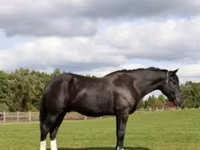 Horse (M), Percheron — photo 5