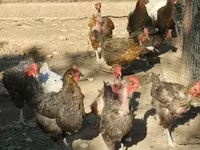 Chickens — Foto 1