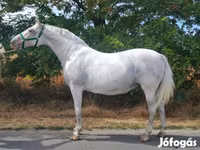 Yegua, Lipizzaner — foto 1