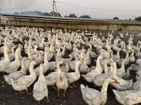 Geese — fotografija 8