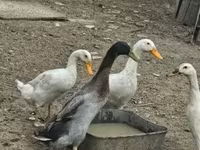 Geese — zdjęcie 4
