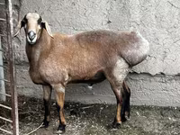 Baran, Owce — zdjęcie 1