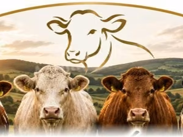 Bovinos (lote, sexo no especificado), Ganado vacuno