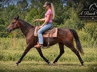 Kobila, Quarter Horse — fotografija 3