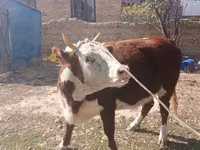 Sigir, Latvian Blue cattle — 1-rasm