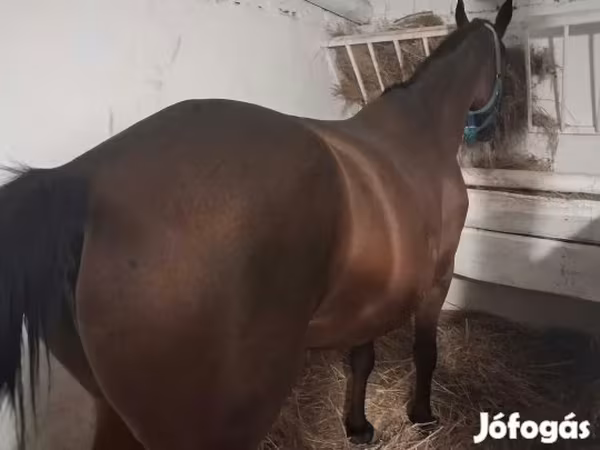 母马, Horses