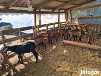 公山羊, Goats — 照片 2