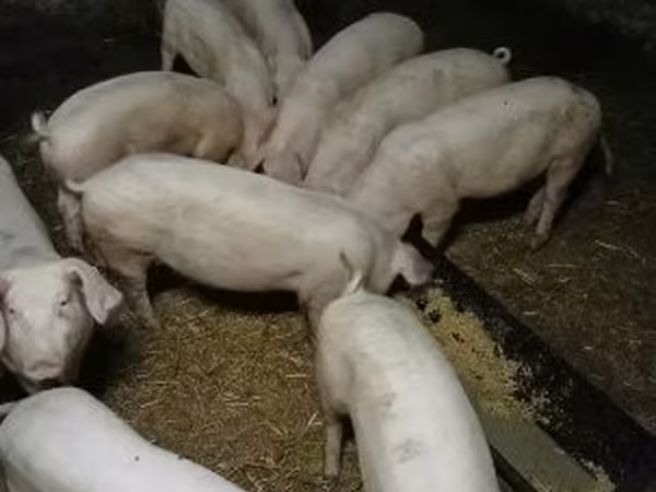 雄豚, 