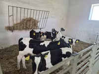 ثور, Russian Black pied cattle — الصورة 3