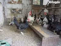 إنديان رانر — الصورة 1
