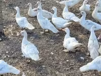 Geese — zdjęcie 2