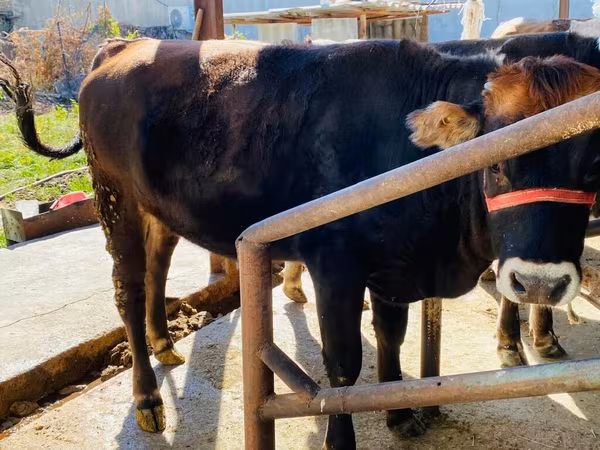 Vache, Aberdeen-Angus