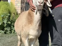 Bélier, Arashan sheep — photo 2