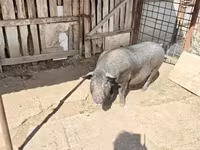 Мегежін, Шошқалар — 2-сурет