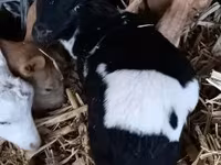 Carnero, Dorper sheep — foto 2