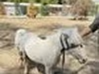 Pferde (Partie, Geschlecht nicht angegeben), Australian Pony — Foto 8
