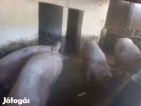 Schweine (Partie, Geschlecht nicht angegeben), Schweine — Foto 2