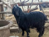 Koza, Dagestan coarsewool goat — fotografija 4