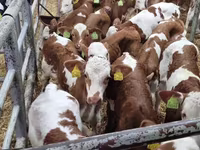 Goveda (partija, pol nije naveden), Simmental cattle — fotografija 2