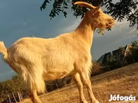 Cabra, Saanen goat — foto 3