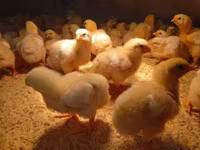 Chickens — Foto 4