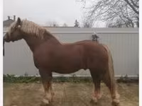 Horse (M), Hungarian horse breed — photo 4