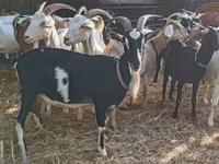 Коза, Toggenburg goat — фото 6