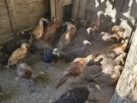Guinea fowl — fotografija 6
