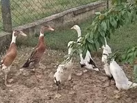 Ducks — Foto 2