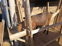 Cabra, Alpine goat — foto 1