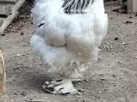 Brahma — foto 2
