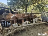Bull, Hungarian Grey breed — photo 4